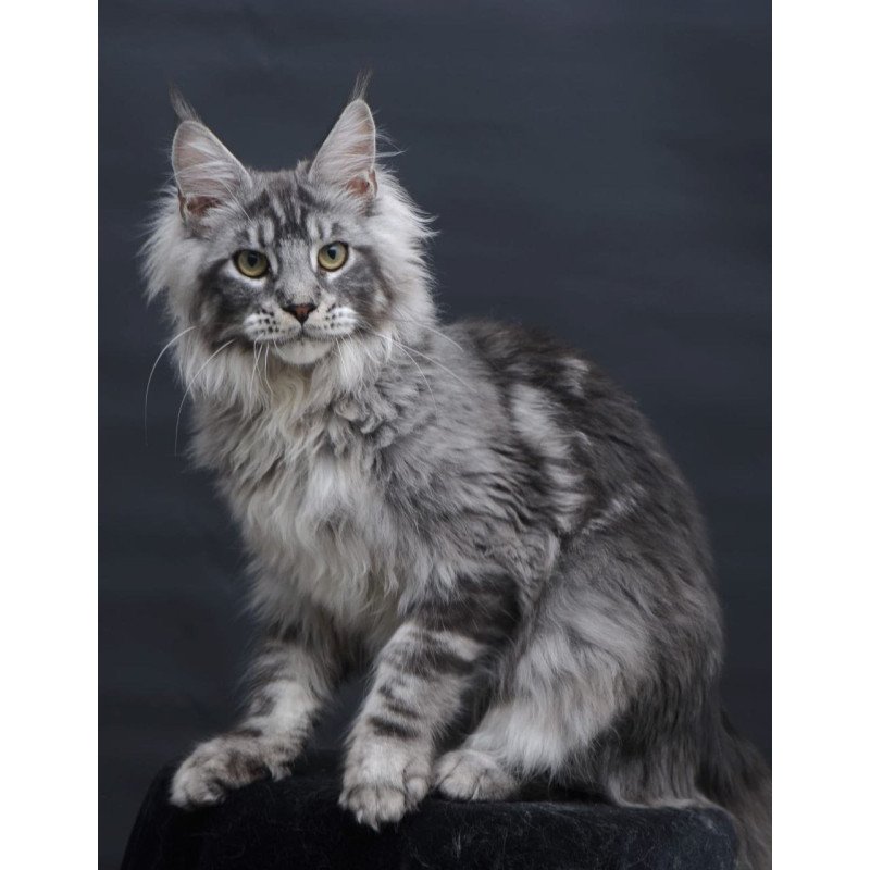 Maine Coon AP Chester