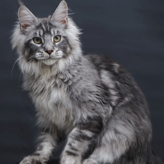 Maine Coon AP Chester