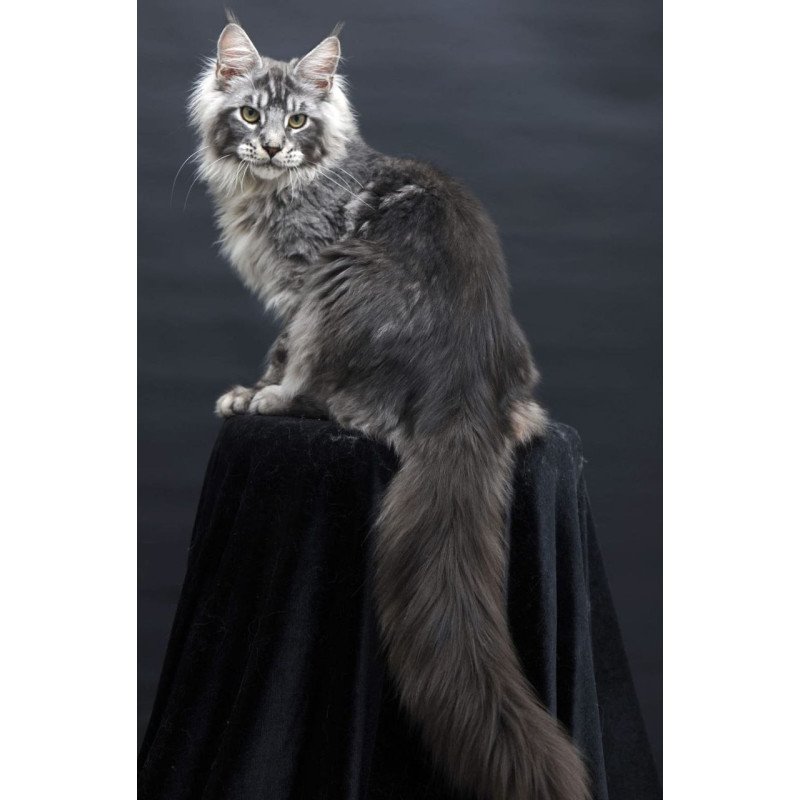 Maine Coon AP Chester