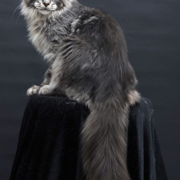 Maine Coon AP Chester