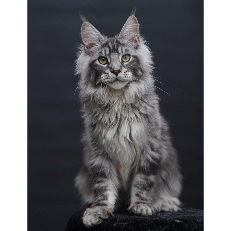 Maine Coon AP Chester