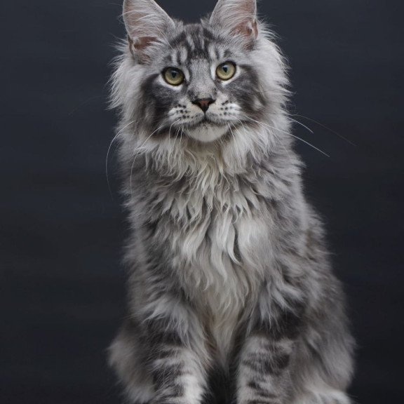 Maine Coon AP Chester