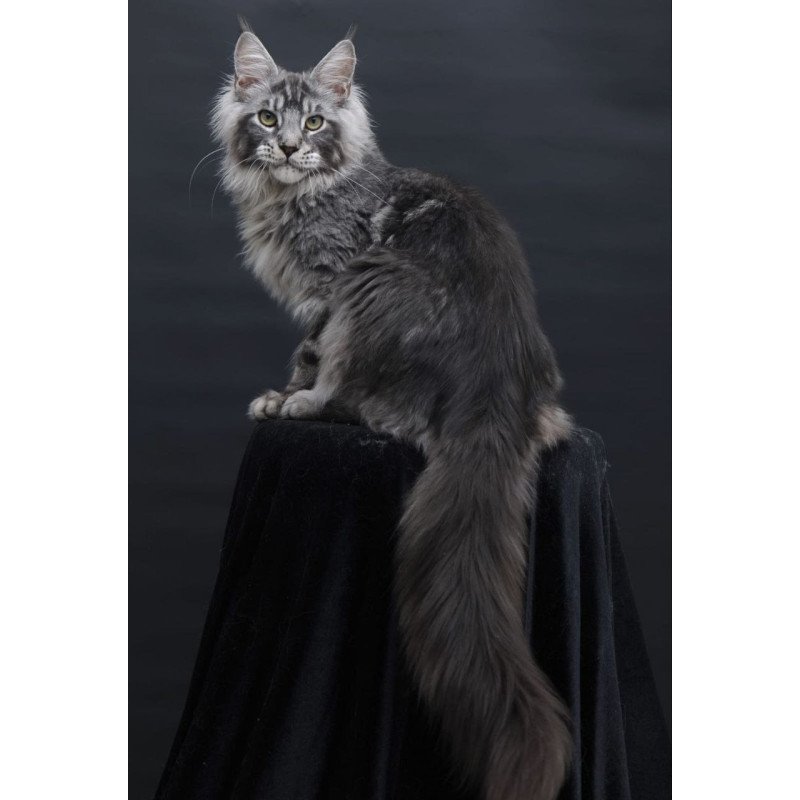Maine Coon AP Chester