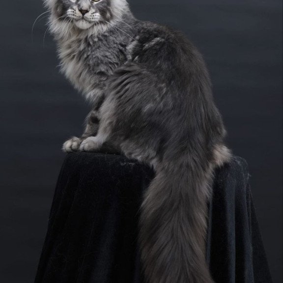 Maine Coon AP Chester