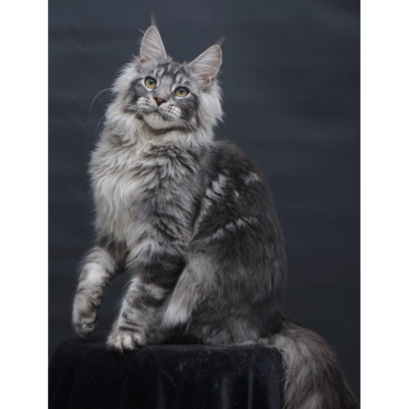 Maine Coon AP Chester
