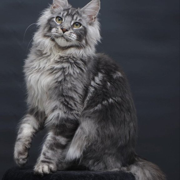 Maine Coon AP Chester