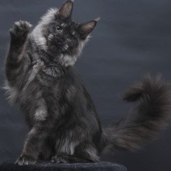 Maine Coon AP Cosmo
