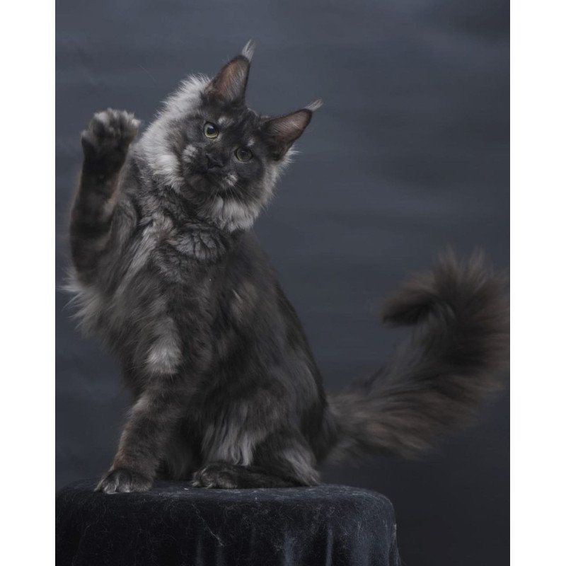 Maine Coon AP Cosmo