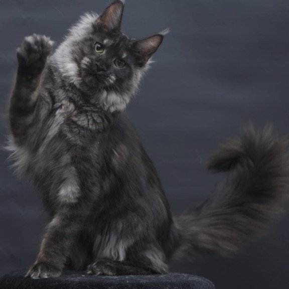 Maine Coon AP Cosmo