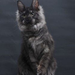 Maine Coon AP Cosmo