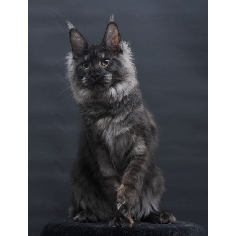 Maine Coon AP Cosmo