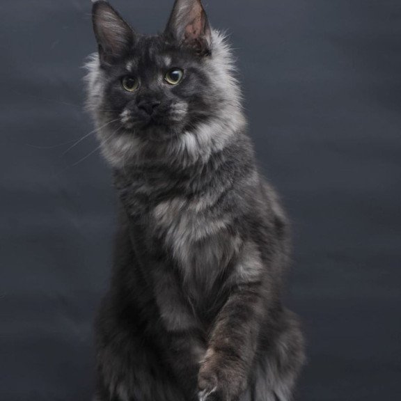Maine Coon AP Cosmo