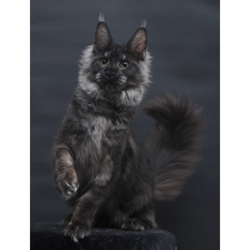 Maine Coon AP Cosmo