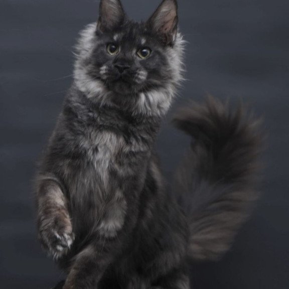 Maine Coon AP Cosmo
