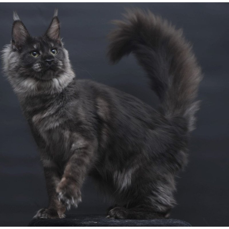 Maine Coon AP Cosmo