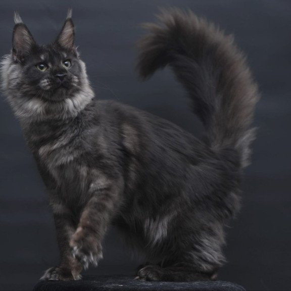 Maine Coon AP Cosmo