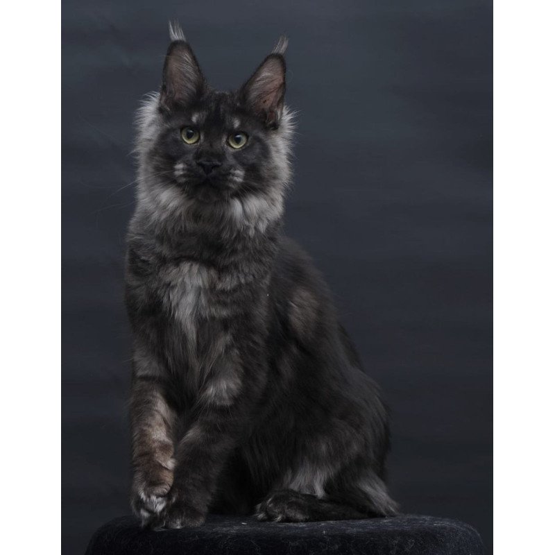 Maine Coon AP Cosmo