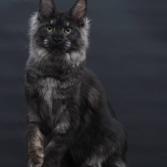 Maine Coon AP Cosmo