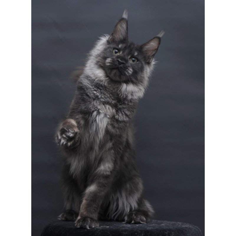 Maine Coon AP Cosmo