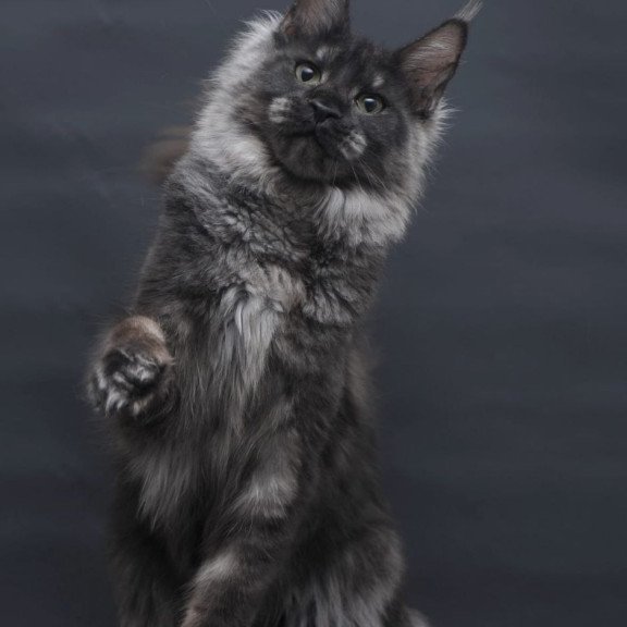 Maine Coon AP Cosmo