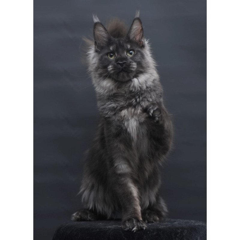 Maine Coon AP Cosmo