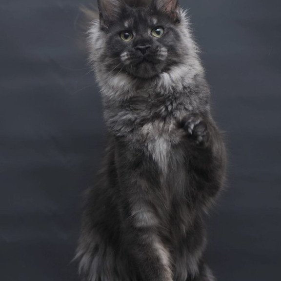 Maine Coon AP Cosmo