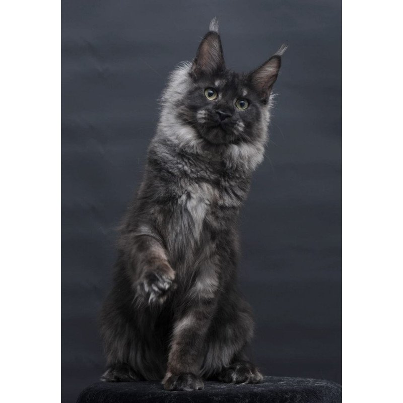 Maine Coon AP Cosmo