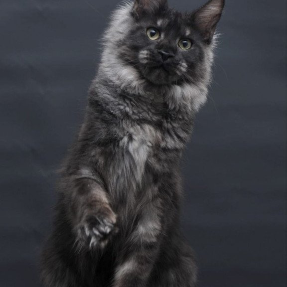 Maine Coon AP Cosmo