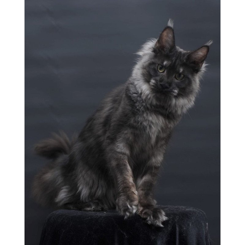 Maine Coon AP Cosmo