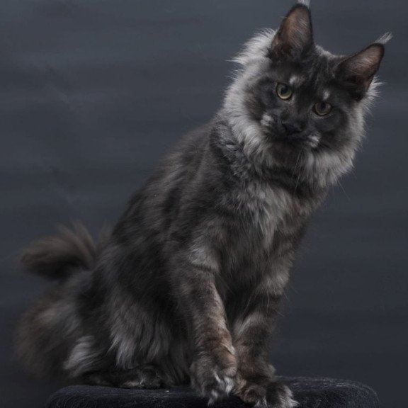 Maine Coon AP Cosmo