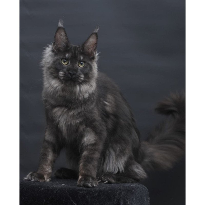 Maine Coon AP Cosmo