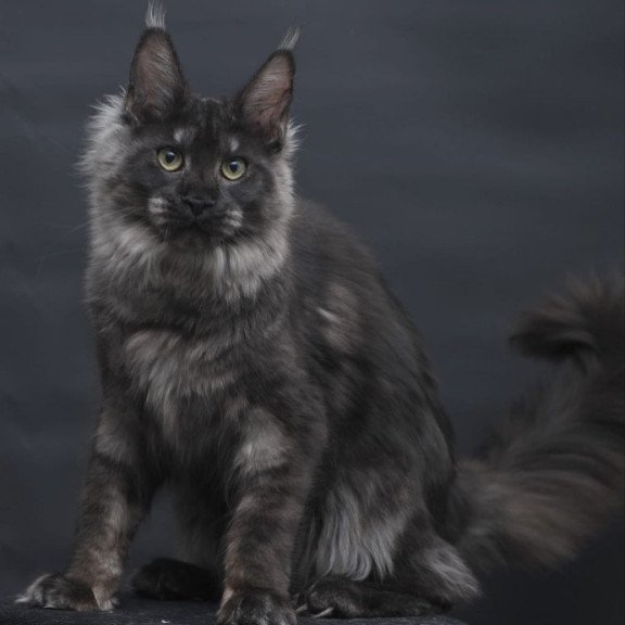 Maine Coon AP Cosmo