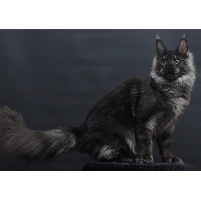 Maine Coon AP Cosmo