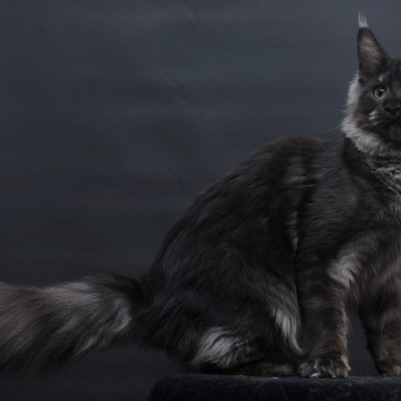 Maine Coon AP Cosmo