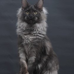 Maine Coon AP Bagira