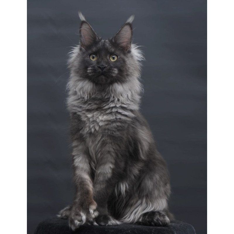Maine Coon AP Bagira