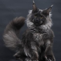 Maine Coon AP Bagira