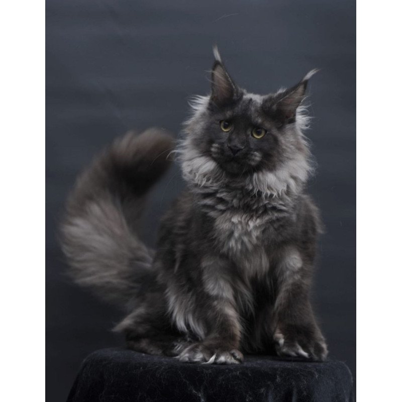 Maine Coon AP Bagira