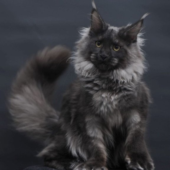 Maine Coon AP Bagira