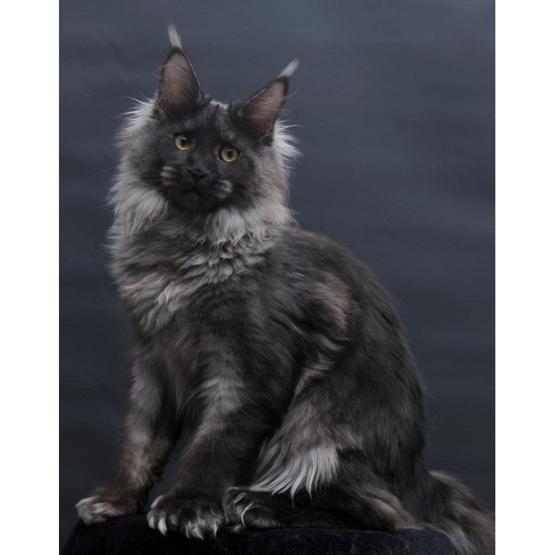 Maine Coon AP Bagira