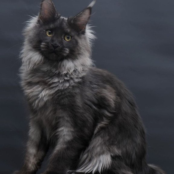 Maine Coon AP Bagira