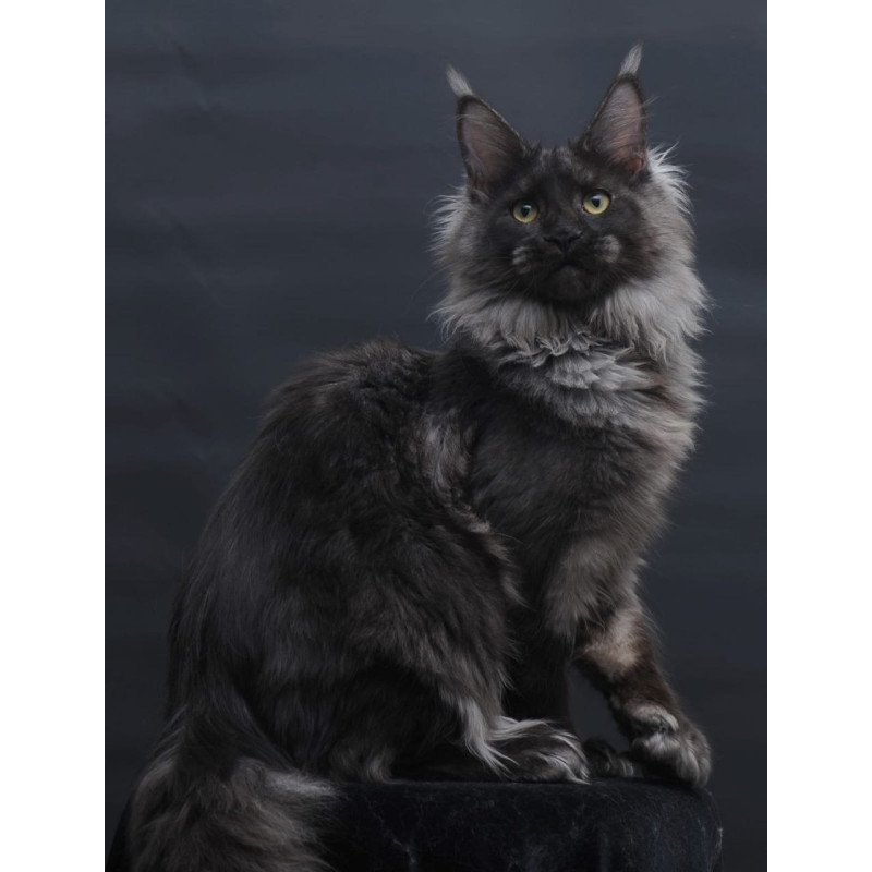 Maine Coon AP Bagira