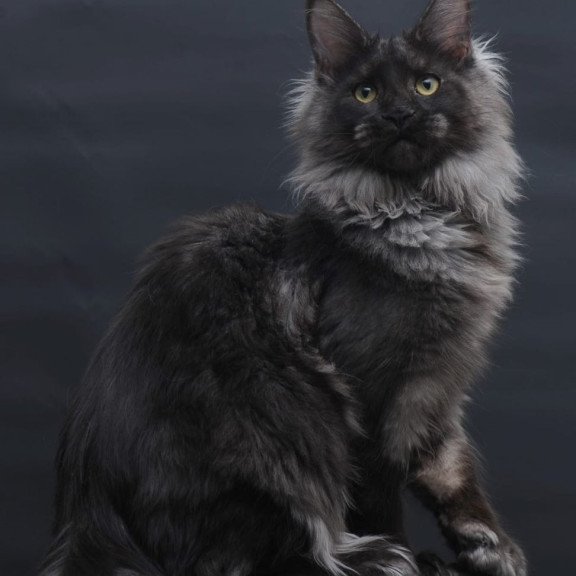 Maine Coon AP Bagira