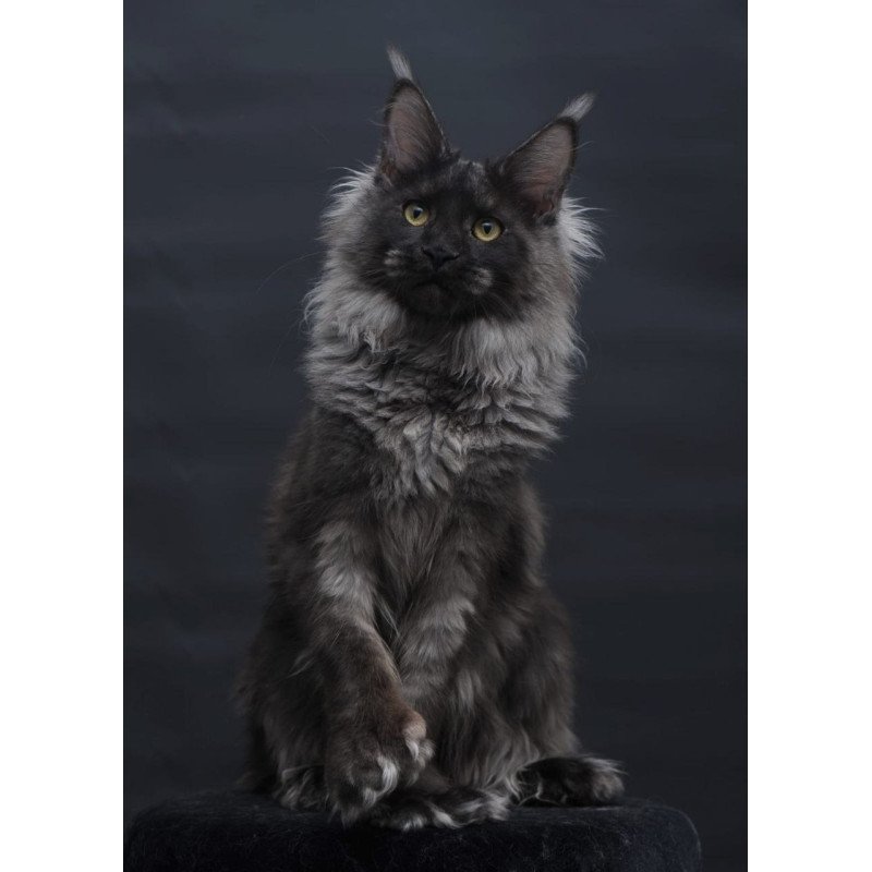 Maine Coon AP Bagira