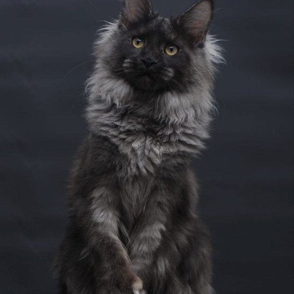 Maine Coon AP Bagira