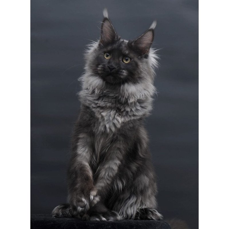 Maine Coon AP Bagira