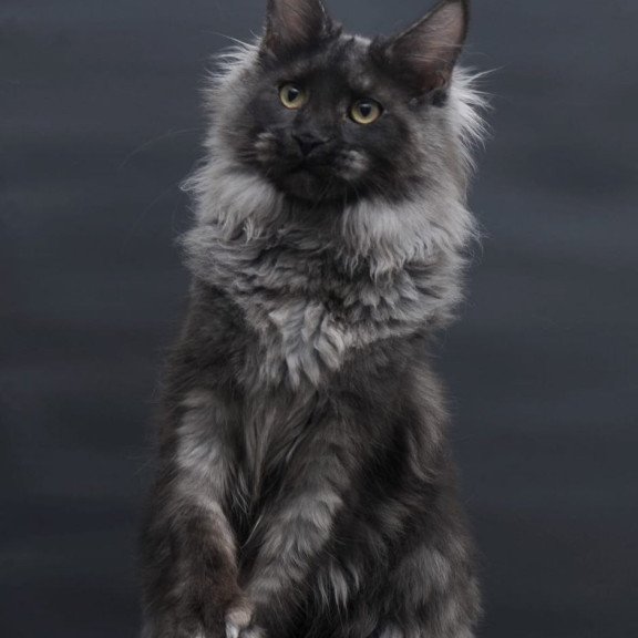 Maine Coon AP Bagira