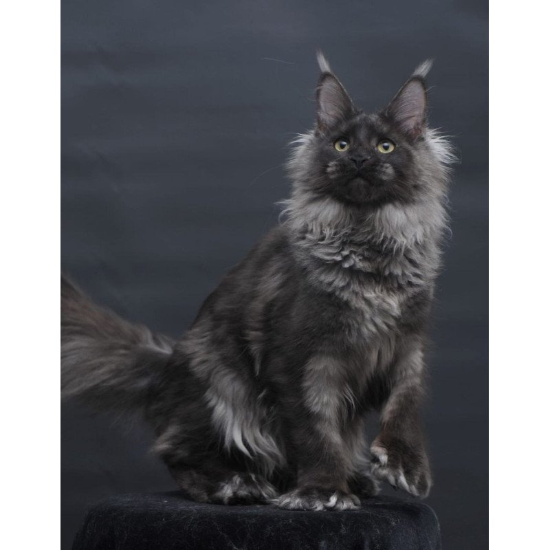 Maine Coon AP Bagira