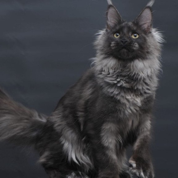 Maine Coon AP Bagira