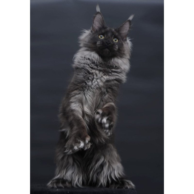 Maine Coon AP Bagira
